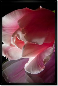 Poszter keretben 40x60 Rózsaszín tulipán virág