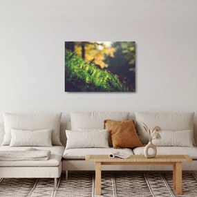 A moha képe gombával (üvegen) (70x50 cm)