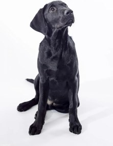 Poszter 20x30cm Fekete labrador, fehér alapon, Assaf Frank