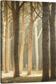 Vászonkép Fák Fény Természet Erdő 40x60 cm Ideális ajándék