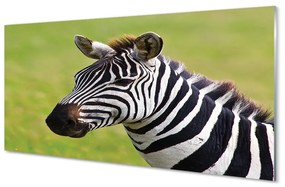 Akrilkép zebra 125x50 cm