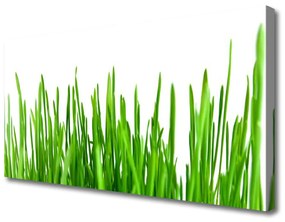Vászonkép Grass Nature Plant 100x50 cm