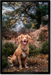 Poszterek keretben 40x60 Kutya Kutyák