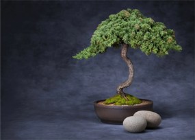 Kép - Bonsai (70x50 cm)