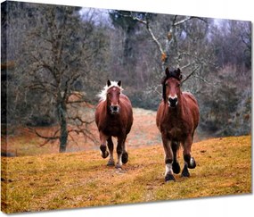 Vászonkép 40x30 Ló Lovak Lovaglás