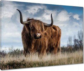 Vászonkép 80x60 Skót tehén