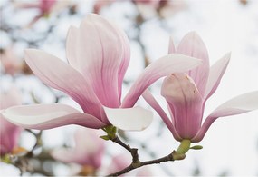 Fotótapéta Flizelina Nappali és Hálószoba Irodába Magnólia virágok 152x104