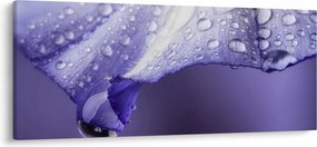 Kép - Szirom cseppekkel (120x50 cm)