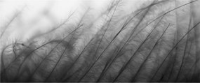 Kép - Fű a szélben (120x50 cm)