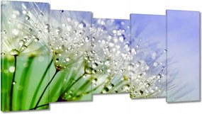 Vászonkép 150x80 Pitypang harmatcseppek