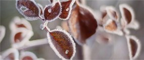 Kép - Levelek részlete (120x50 cm)