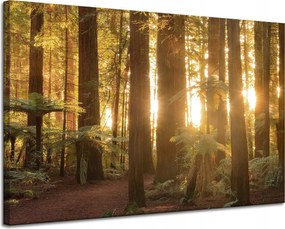 Vászonkép Nap sugarai Erdő Fák 120x80 cm Ideális ajándék