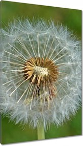 Vászonkép 80x120 Pitypang Virág Virágok