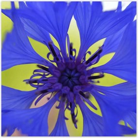 Poszterek 100x100 Chaber