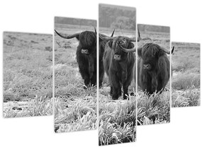 Kép - Skót tehenek (150x105 cm)