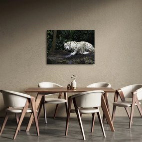 Kép - albínó tigris (70x50 cm)