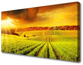 Vászonkép falra Field Sunset Landscape 120x60 cm