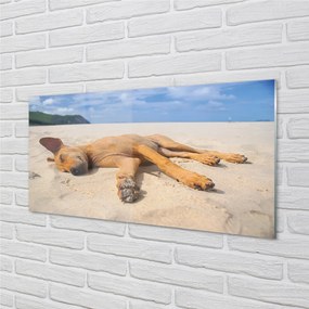 Üvegképek Fekvő kutya strand 120x60cm