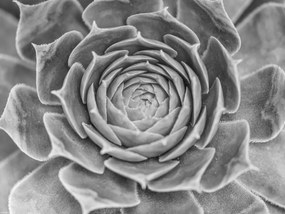 Poszter 40x30cm Közelkép pozsgásokról, Assaf Frank