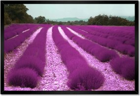 Poszterek keretben 60x40 Levendula mező