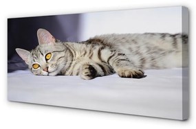 Canvas képek fekvő macska 120x60 cm