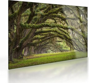 Kép - Oaks Avenue, Charleston, Dél-Karolina, Egyesült Államok (üvegen) (70x50 cm)
