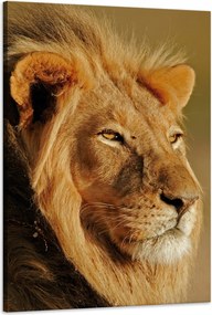 Vászonkép Oroszlán a nap tükrében Arc Természet 60x90 cm