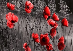 Fotótapéta Pipacsok Piros Virágok Rét Kilátás 312x219