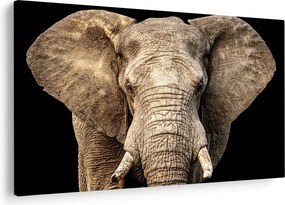 Kép - Afrikai elefánt (90x60 cm)