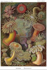 Plakát Ernst Haeckel - Seeanemonen