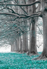 Poszter 67,5x100cm Fák egy sorban türkiz levelek, Assaf Frank