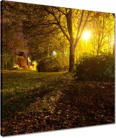 Vászonkép 50x50 Park az éjszakában