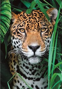 Állatos Jaguar 500 db-os puzzle Compact Clementoni