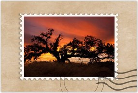 Poszterek 60x40 Akác Afrikában