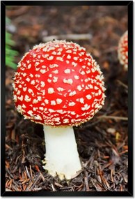 Poszterek keretben 40x60 Legyek Mérgező szépség