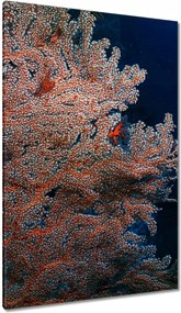 Vászonkép 80x120 Kék ocean zátonyokkal