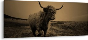 Kép - Skót tehén menekül (120x50 cm)