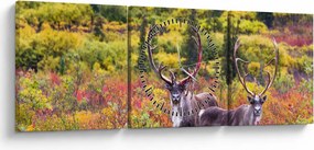Kép - Caribou, Alaszka (órával) (90x30 cm)
