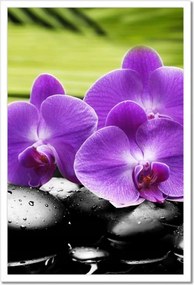 Poszterek keretben 40x60 Orchideák a köveken