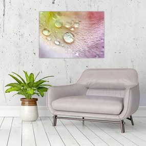 Kép - Harmatcseppek (70x50 cm)