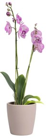 Kerámia virágcserép ø 14 cm Thalia – Artevasi