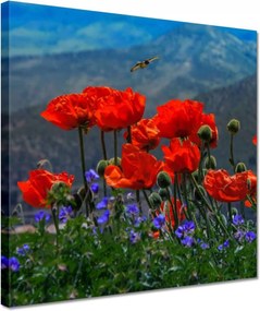 Vászonkép 30x30 Piros pipacs Virágok