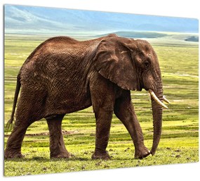 Egy elefánt képe (üvegen) (70x50 cm)