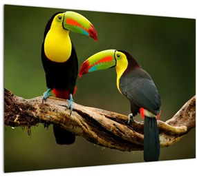 Ülő tukánok képe, Costa Rica (üvegen) (70x50 cm)