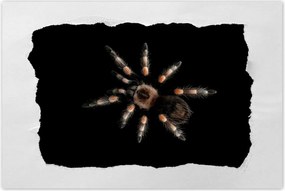 Poszterek 60x40 Nagy Tarantula pók