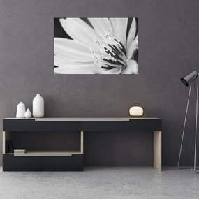 Kép - Fekete-fehér virág (90x60 cm)