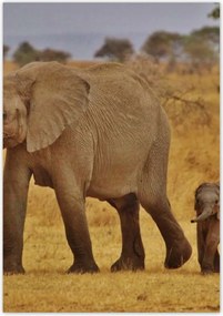 Poszterek 70x100 Elefánt az anyjával