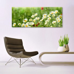 Akrilüveg fotó Daisy növény természet 100x50 cm