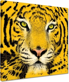 Vászonkép 40x40 Tigris Tigrisfej