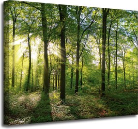 Vászonkép Nap Erdő Fák Fénysugarak 50x40 cm